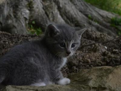 Barry - Domestic - Gallery Photo #1