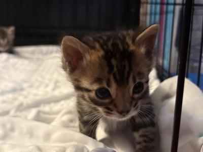 Shadow - Bengal - Gallery Photo #1