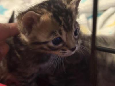 Knuckles - Bengal - Gallery Photo #1