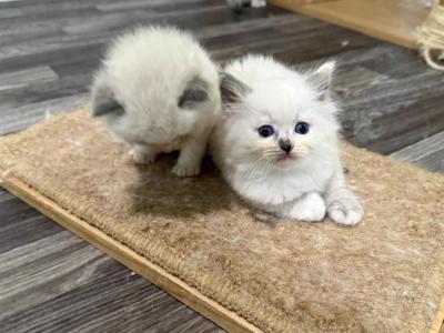 Blue Girl - Ragdoll - Gallery Photo #1