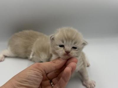 Mocha - Ragdoll - Gallery Photo #1