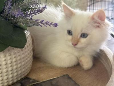 Red Point TICA Ragdoll - Ragdoll - Gallery Photo #1