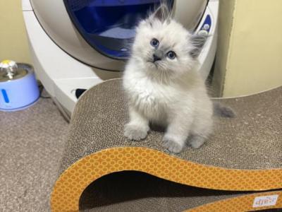 Siberian Kittens - Siberian - Gallery Photo #1
