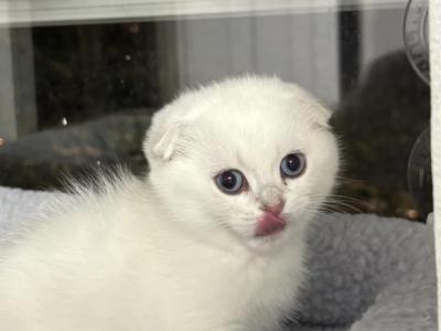 Roma - Scottish Fold - Gallery Photo #1