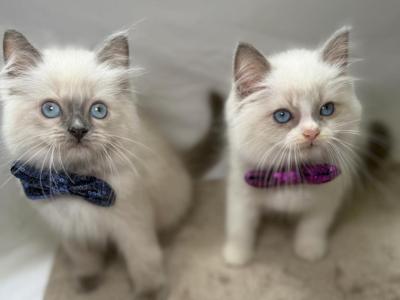 Ragdoll - Ragdoll - Gallery Photo #1