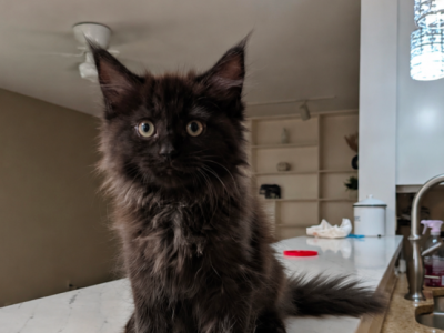 Salem - Maine Coon - Gallery Photo #1