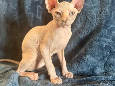 Minnie Purrl - Sphynx - Gallery Photo #1
