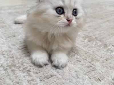 Fluffy Snowball - Scottish Fold - Gallery Photo #1