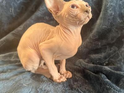 Bluey - Sphynx - Gallery Photo #1