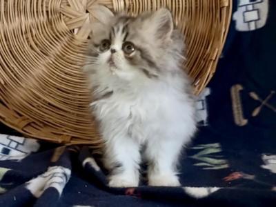 Leia - Persian - Gallery Photo #1