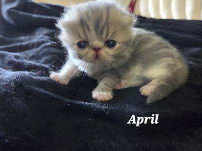 Chiquita Babies - Exotic - Gallery Photo #1