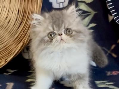 RESERVED Yoda - Persian - Gallery Photo #1
