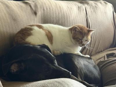 Volunteer Gertrude - Domestic - Gallery Photo #1