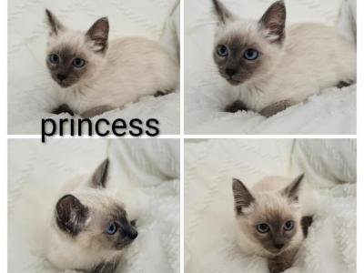 Princess - Siamese - Gallery Photo #1