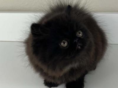 Sonny - Persian - Gallery Photo #1