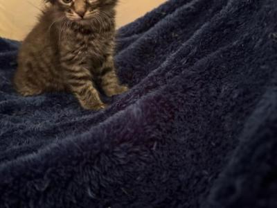 Lawrence Of Donnelly - Maine Coon - Gallery Photo #1