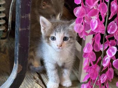 5 Beautiful Babies - Domestic - Gallery Photo #1