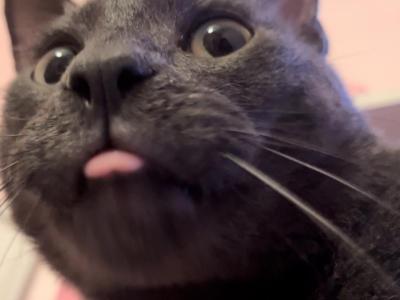 Charlie - Domestic - Gallery Photo #1
