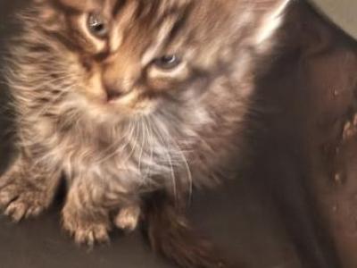 Miquel Of Donnelly - Maine Coon - Gallery Photo #1