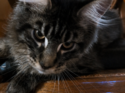 Parthos - Maine Coon - Gallery Photo #1