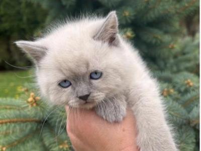 TOUGH GUY - British Shorthair - Gallery Photo #1