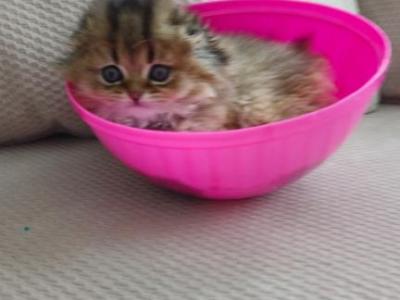 Scottish Fold Kitten Golden - Scottish Fold - Gallery Photo #1