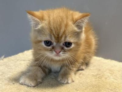 Red Tabby - Exotic - Gallery Photo #1
