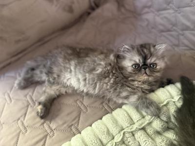 Zoey - Persian - Gallery Photo #1
