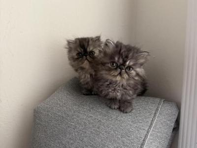 Bonded Pair - Persian - Gallery Photo #1