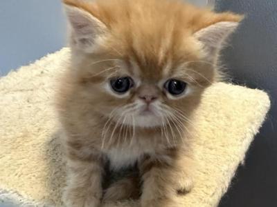 Red Tabby Exotic Shorthair Male - Exotic - Gallery Photo #1