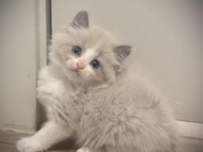 Ragdoll Kittens - Ragdoll - Gallery Photo #1
