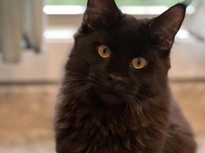 Nyx - Maine Coon - Gallery Photo #1