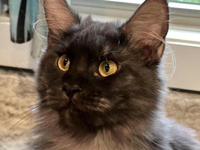 Stella - Maine Coon - Gallery Photo #1