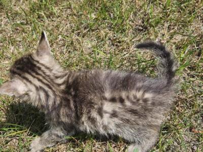 Bengal X Maine Coon Kittens - Bengal - Gallery Photo #1