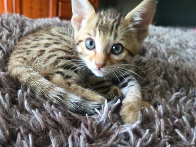 Miss Tiana - Bengal - Gallery Photo #1