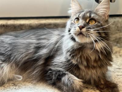Champion Zora - Maine Coon - Gallery Photo #1