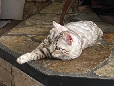Otis - Bengal - Gallery Photo #1