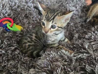Timon Looking For - Bengal - Gallery Photo #1