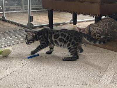 Oakley - Bengal - Gallery Photo #1