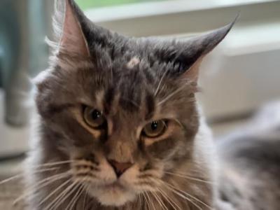 Nova - Maine Coon - Gallery Photo #1