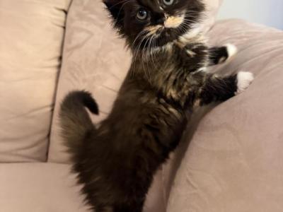 Ragdoll Persian Mix - Ragdoll - Gallery Photo #1
