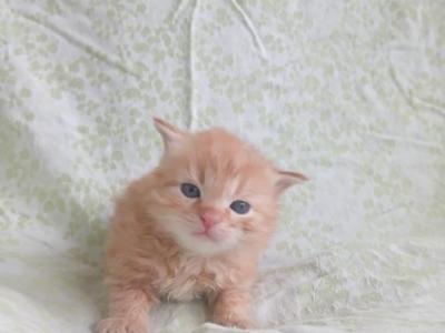 Crookshanks - Siberian - Gallery Photo #1