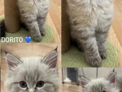 Ragdoll Siberian - Ragdoll - Gallery Photo #1