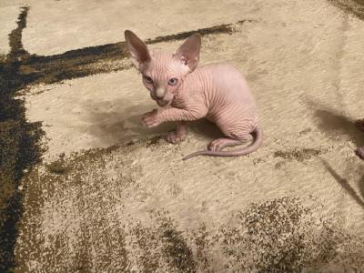 Jessy - Sphynx - Gallery Photo #1