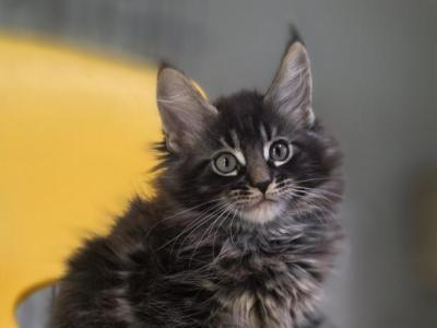 Rascal - Maine Coon - Gallery Photo #1