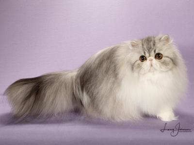 Adiiyah - Persian - Gallery Photo #1