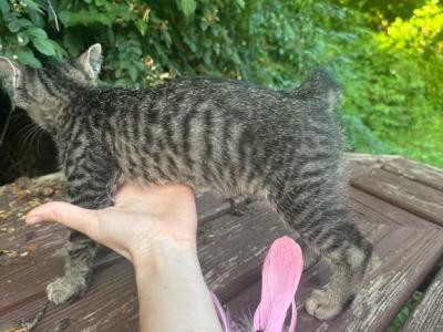 Black Bobtail Girl Kitten - American Bobtail - Gallery Photo #1
