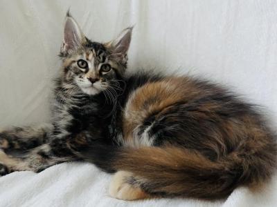 Girl V47 - Maine Coon - Gallery Photo #1