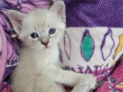 TICA Registered Lynx Point Girl - Siamese - Gallery Photo #1