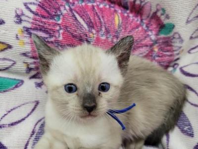 Seal Point Boy - Siamese - Gallery Photo #1
